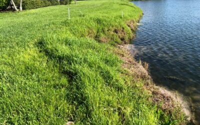 Erosion Control Tips: Drainage & Swales
