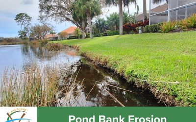 What Causes Pond Bank Erosion? Understanding the Problem and Choosing the Right Solution